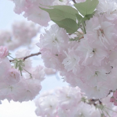 平山福瑞交流群